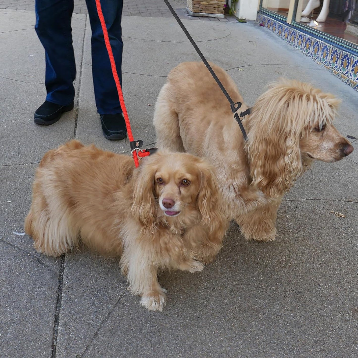 12 PCS Slip Leads for Dogs, Rope Dog Leash, Rope Leash, Adjustable Buckle, Wear-Resistant and Stretch-Resistant, Suitable for Small Dogs (Blue+red+Black)