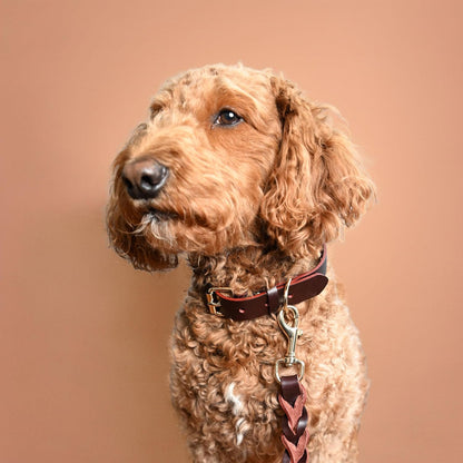 100% Real Leather Dog Collar and Leash Set, Premium Adjustable Fit with Durable Buckle, Stylish Comfort for Dogs (Small)